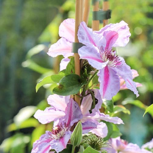 1 db, Iszalag (Clematis) Mrs N. Thompson - Palánták: Mod de ambalare: 1 db