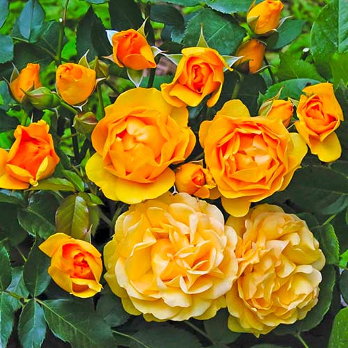 1 Pflanze(n), Strauchrose Rose Julia Child , C5 - Setzlinge: Ilość w opakowaniu: 1 Pflanze(n)