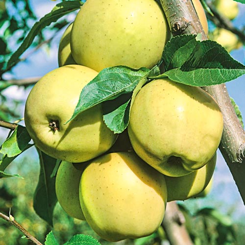 1 Pflanze(n), Apfel Golden Super, С2 - Setzlinge: Ilość w opakowaniu: 1 Pflanze(n)