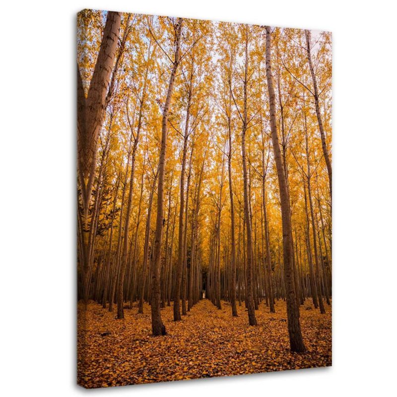 Obraz na płótnie Feeby Brzozy i liście 70x100cm 1szt