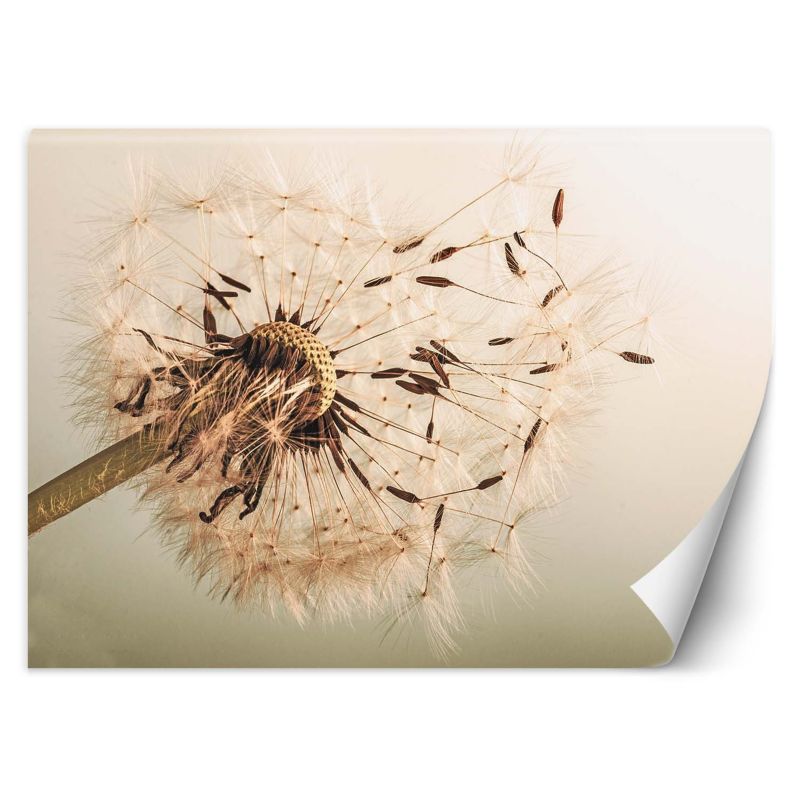 Fototapeta Feeby Dmuchawiec makro 250x175 1 szt