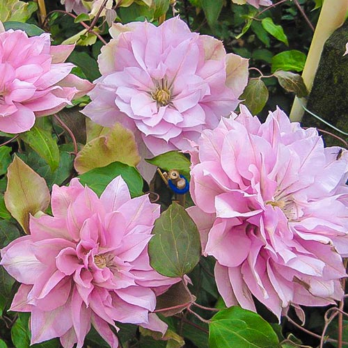 1 szt, Clematis (Powojnik) Violet Elizabeth - Sadzonki: Ilość w opakowaniu: 1 sadz