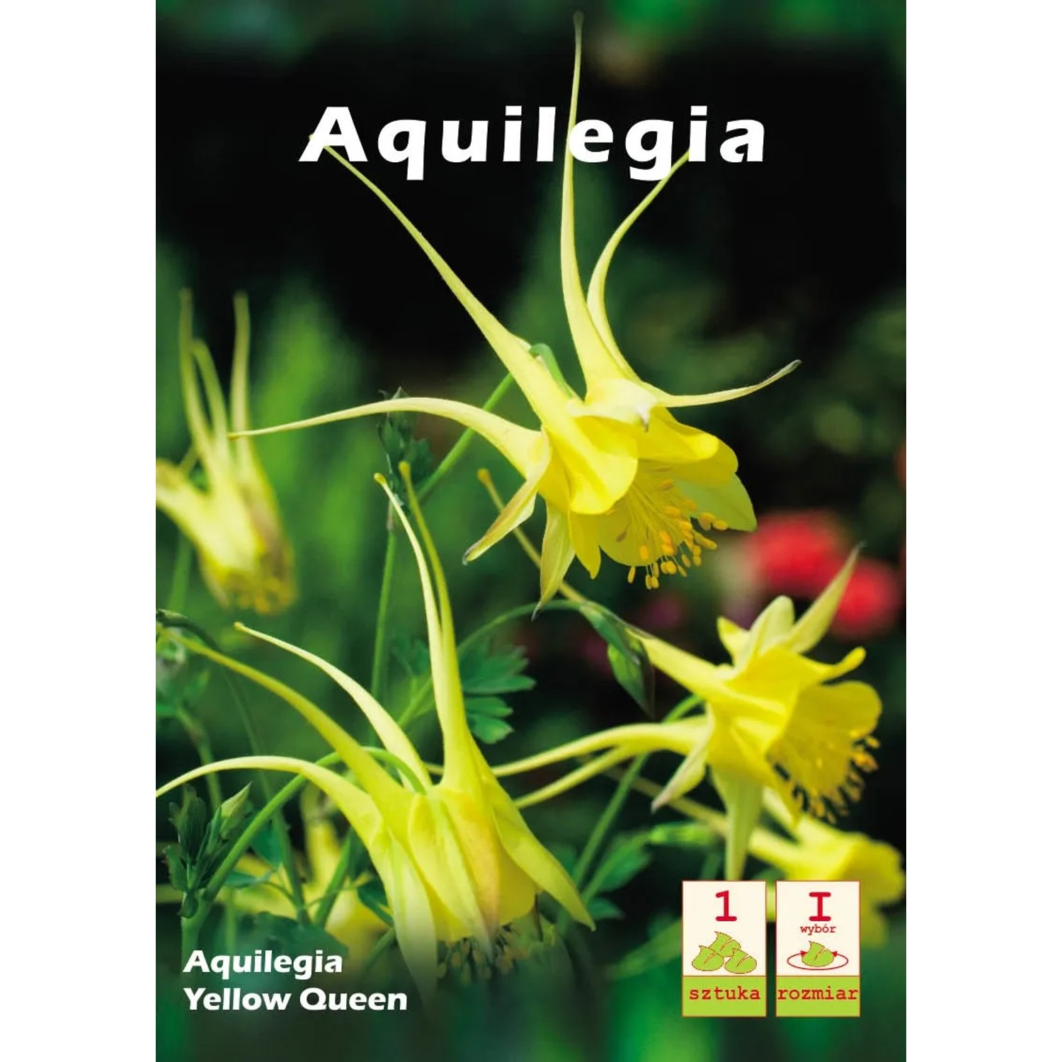 Aquilegia Yellow Queen 1szt