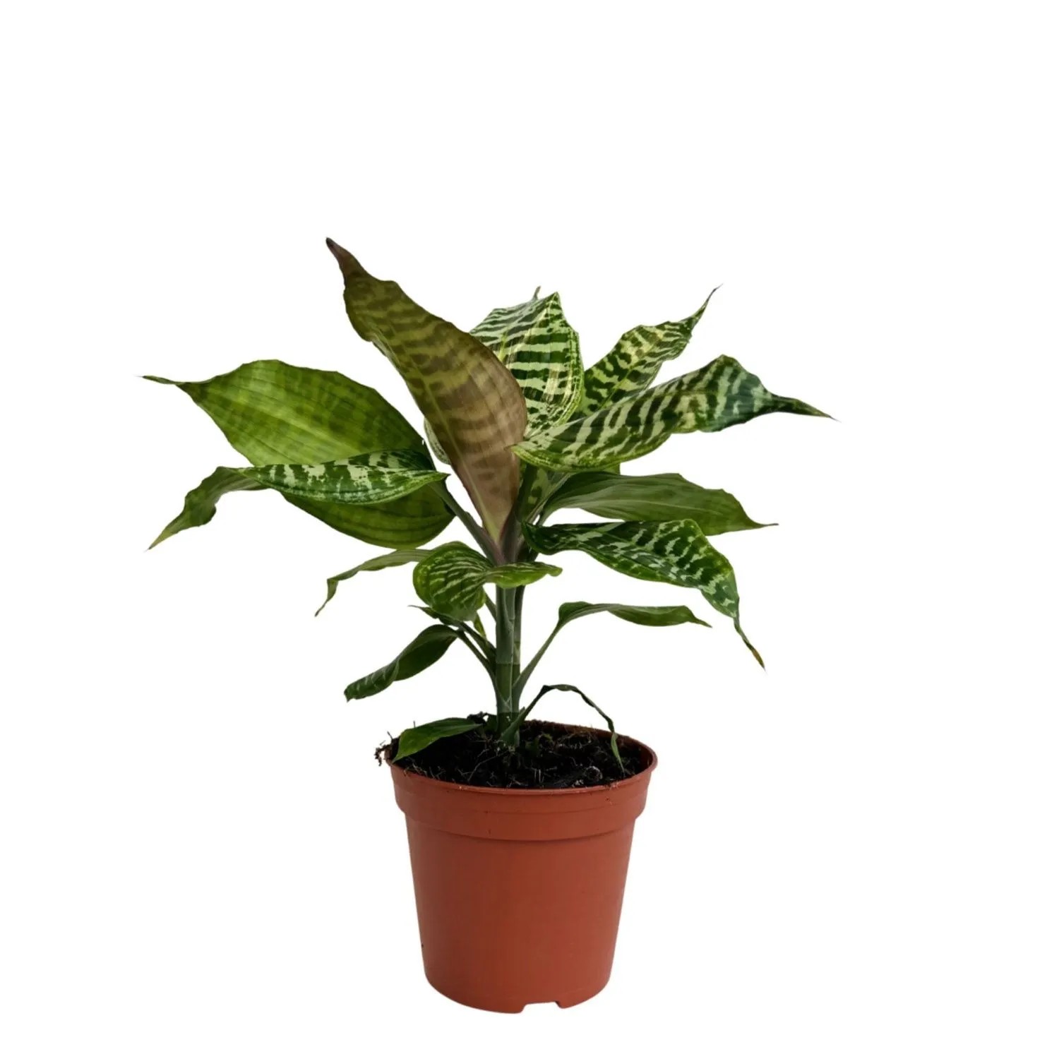 Dracena Goldieana (Dracaena goldieana) don. 14 cm