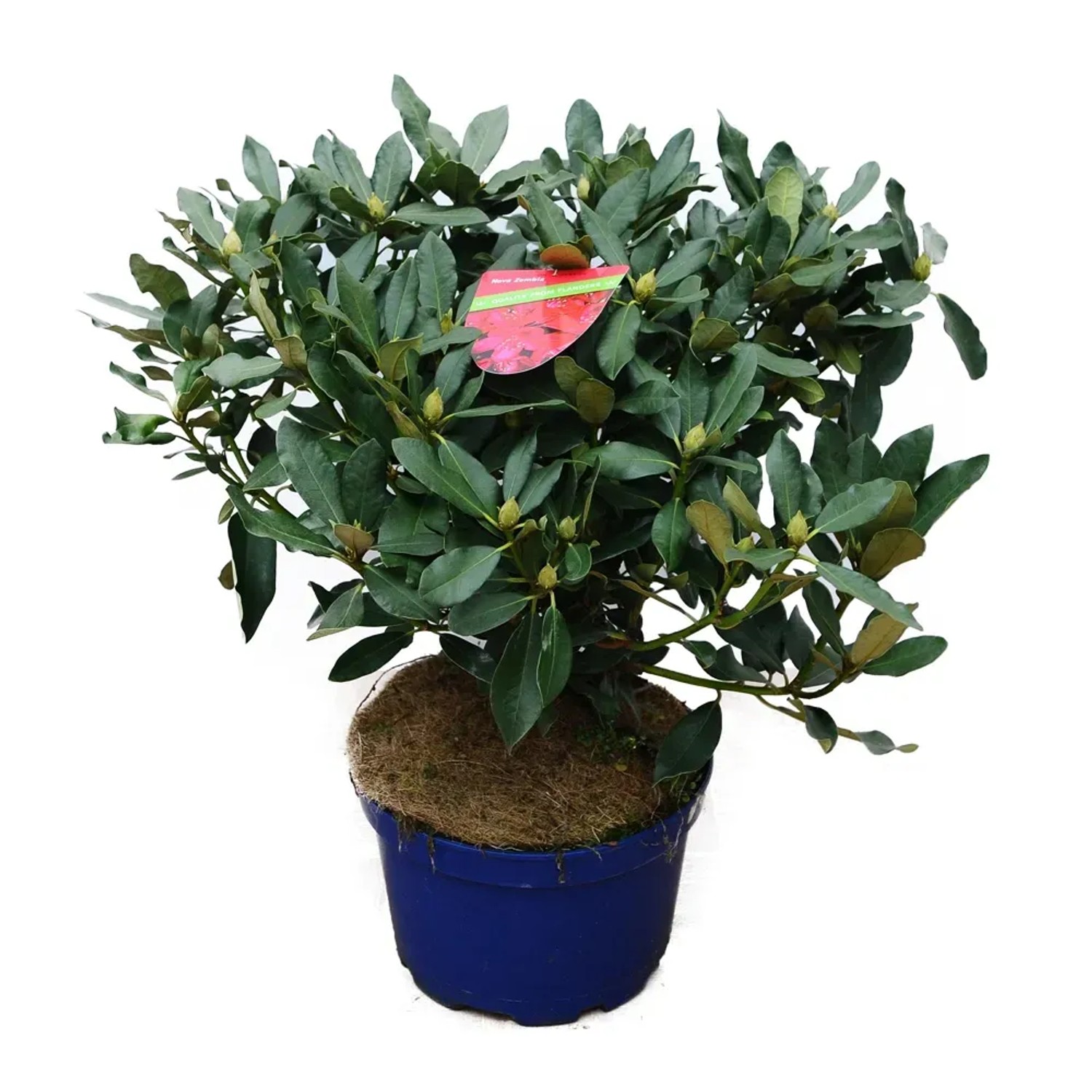 Różanecznik XXL (Rhododendron)