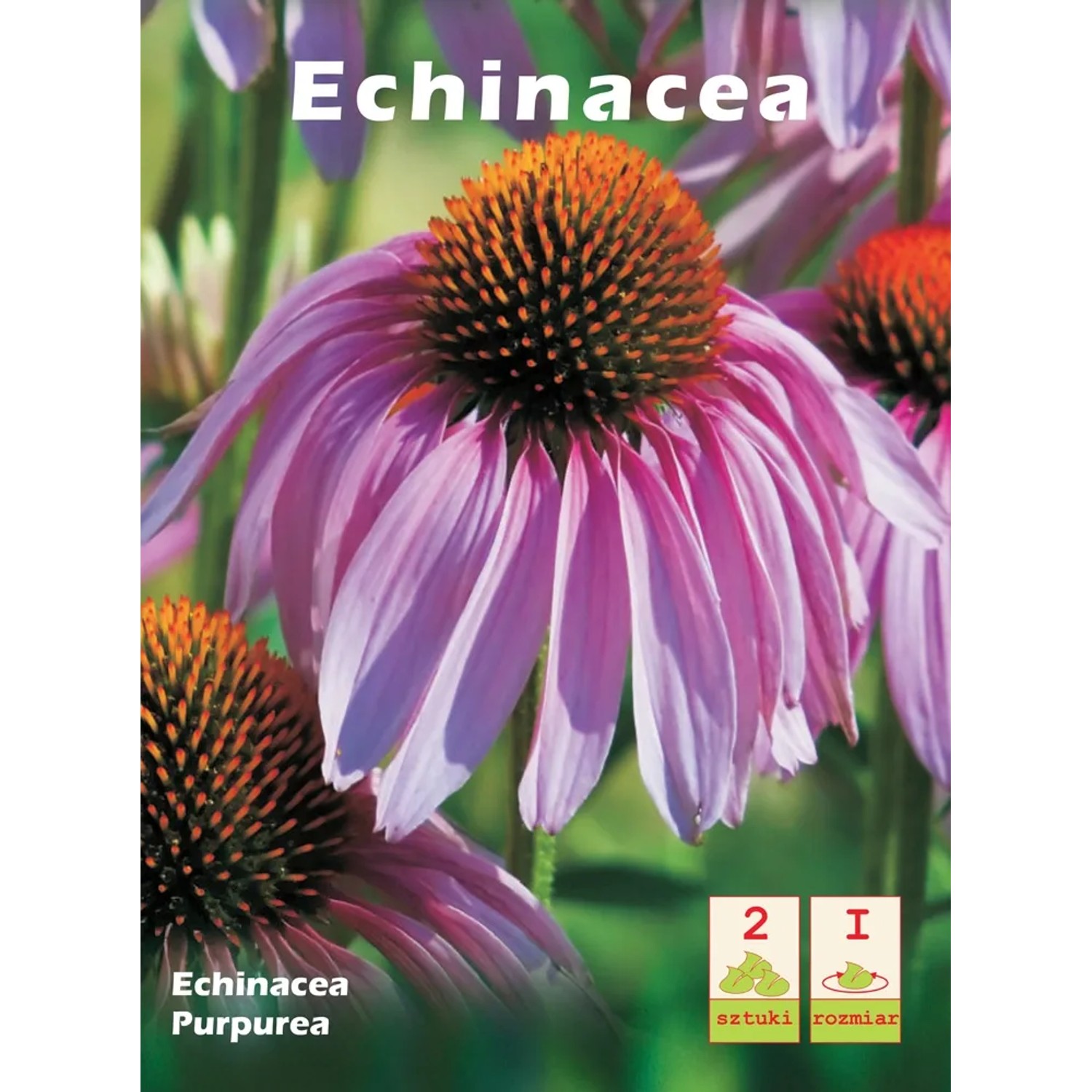 Jeżówka purpurowa - Echinacea Purpurea 2 szt.