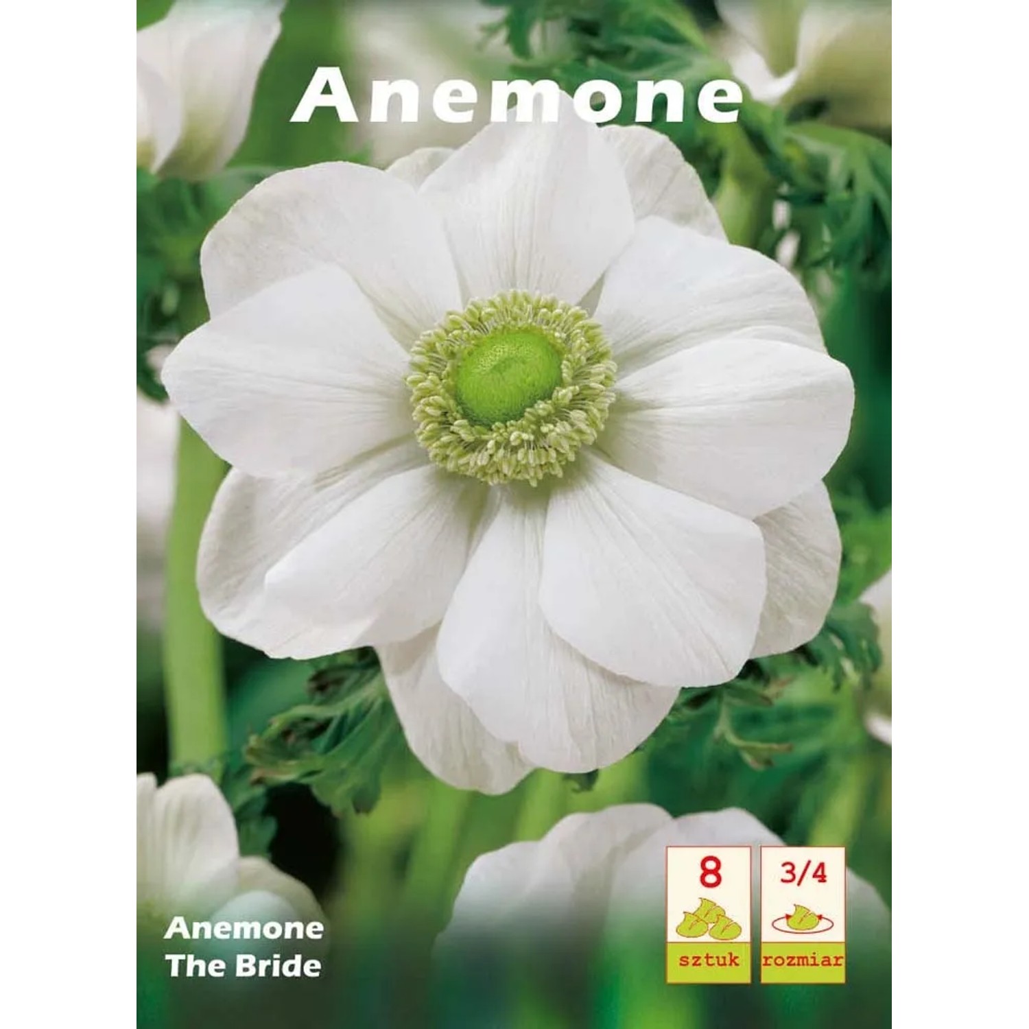Zawilec Anemone The Bride 8szt