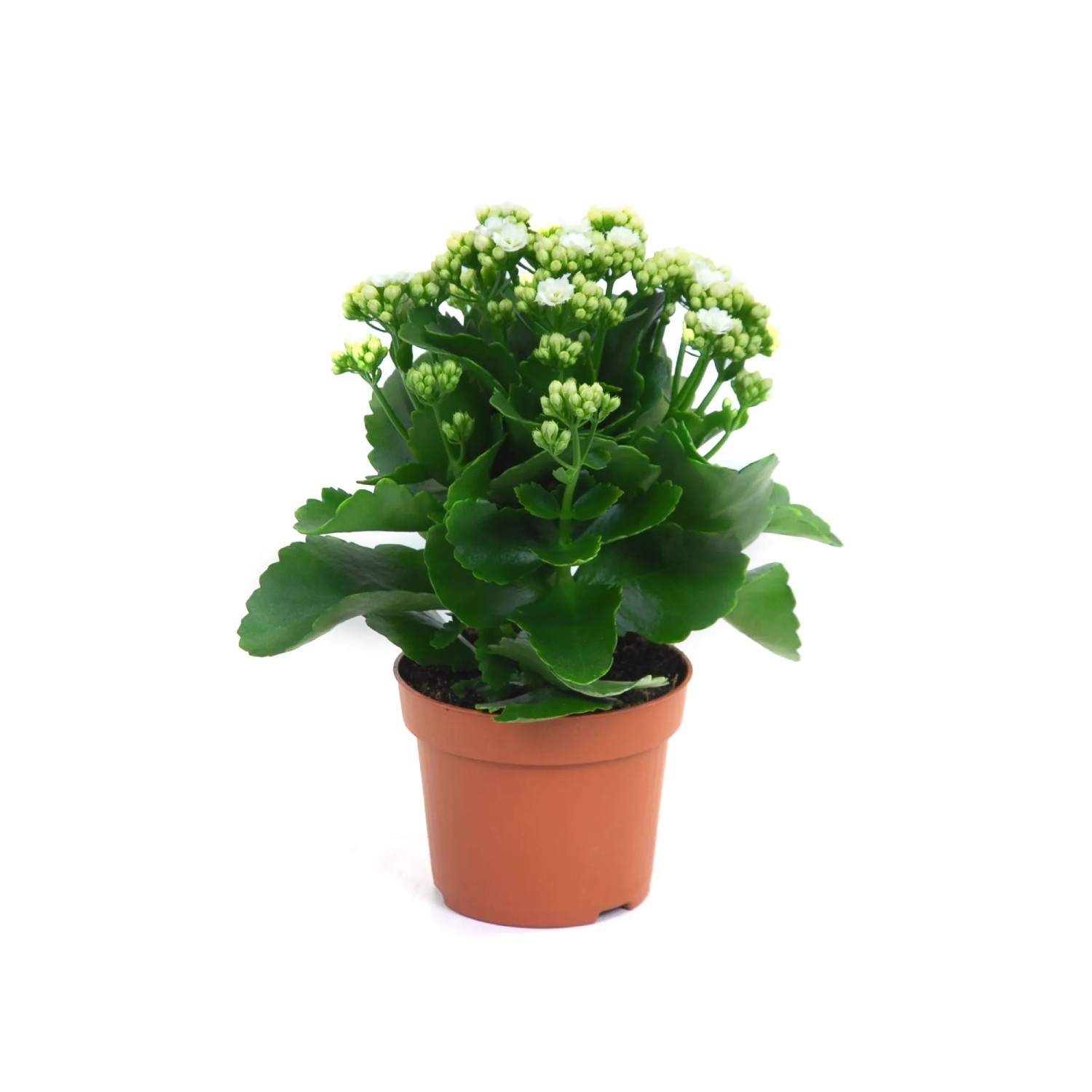 Żyworódka pełna (Kalanchoe sp.)