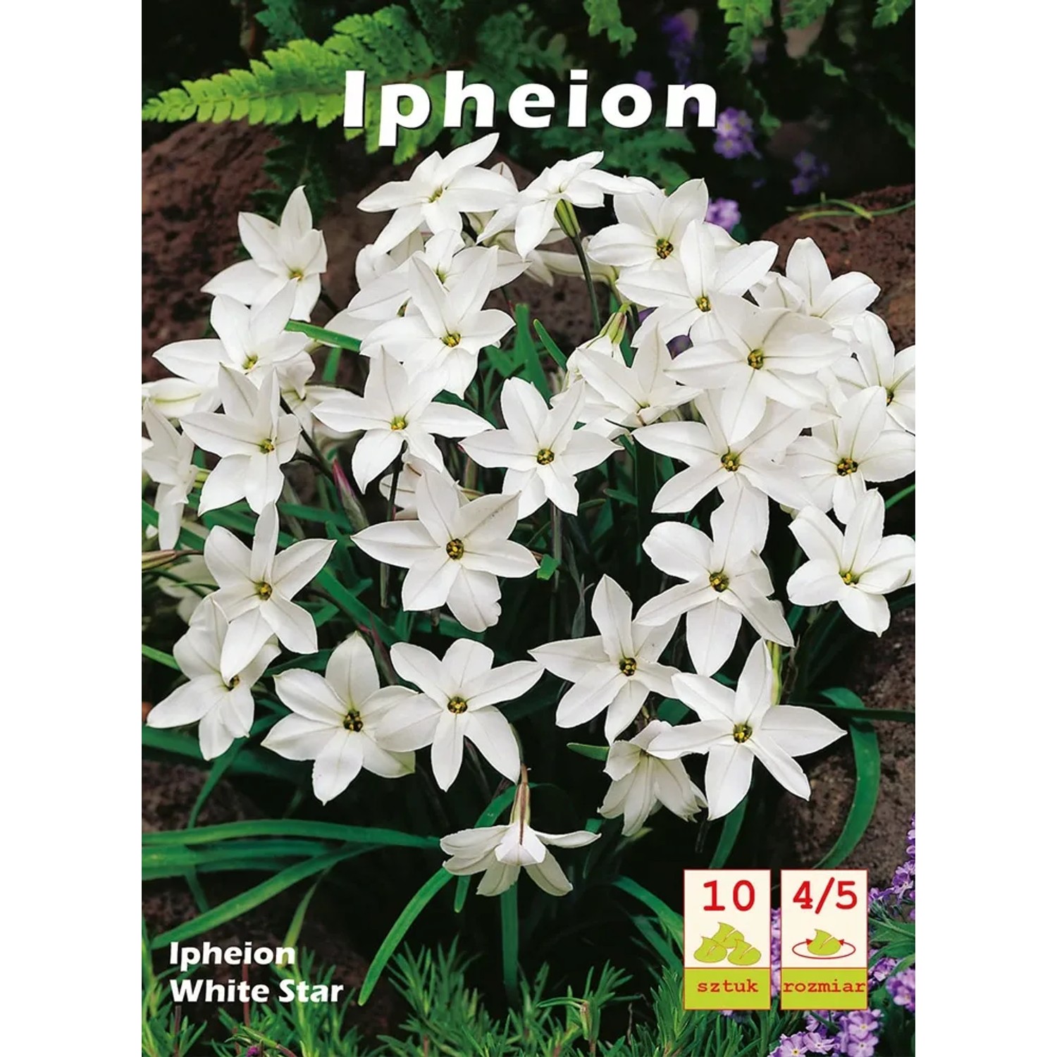 Ilejfon (Ipheon) White Star - 10 szt.