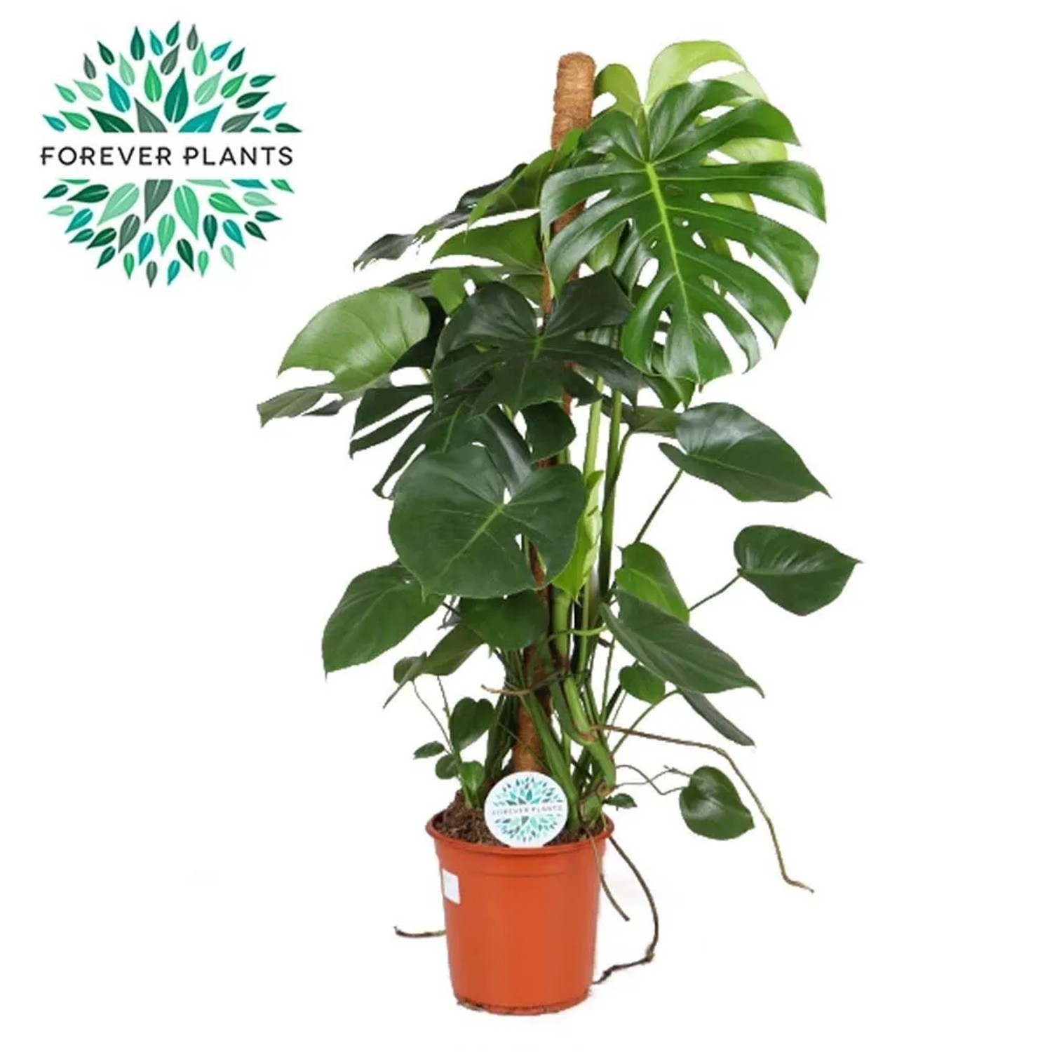 Monstera dziurawa (Monstera deliciosa) na paliku - wys. 110 cm, don. 24 cm