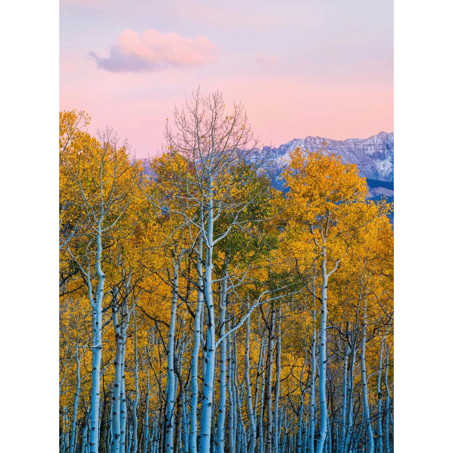 Fototapeta Birch and Mountain 192x260 cm