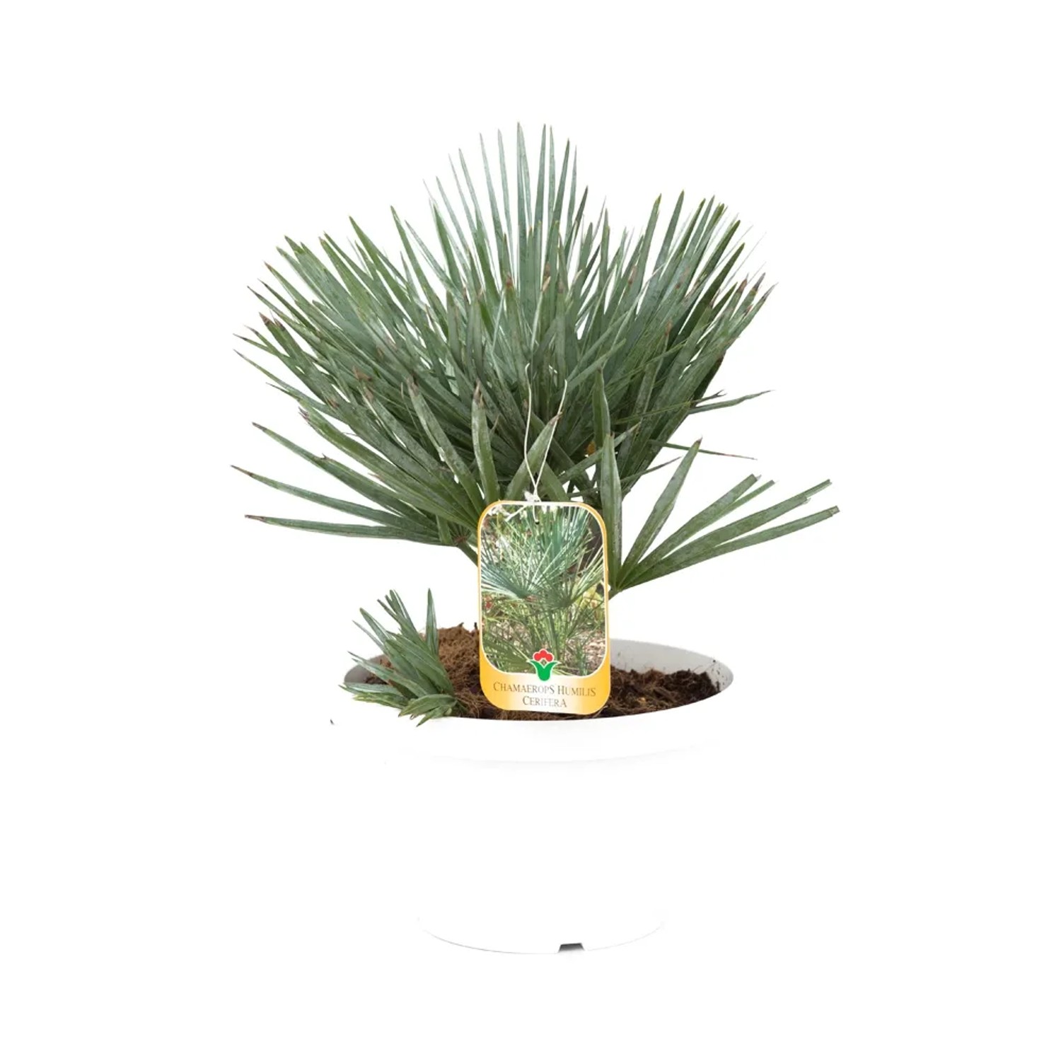 Karłatka niebieska wys. 20-30 cm don. 6l
