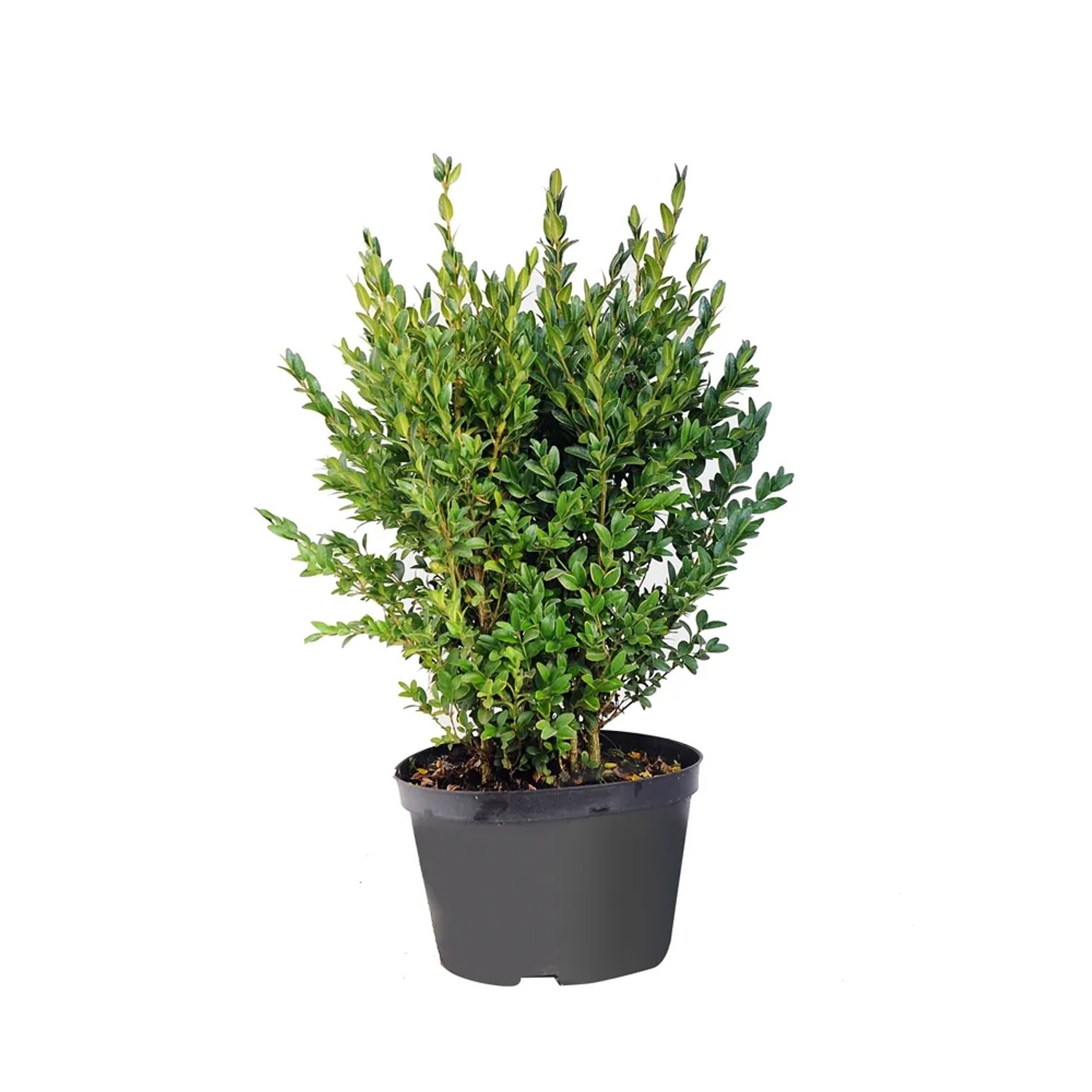 Bukszpan Buxus sempervirens krzew wys. 50-60 cm