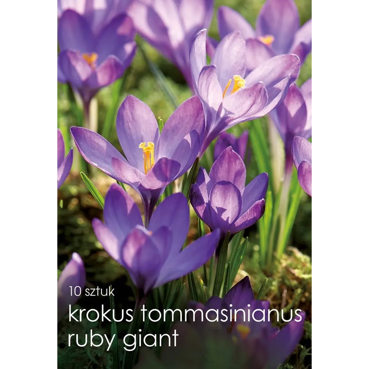 Krokus (Crocus) Ruby Giant - 10 szt.