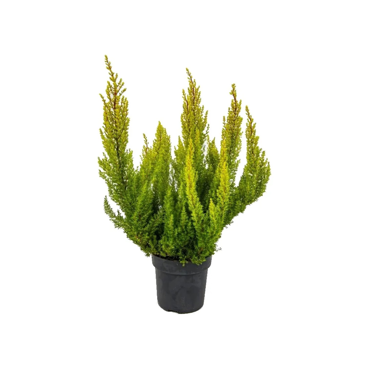 Wrzos (Erica arborea Estrella Gold Alberts Gold) - don. 12 cm