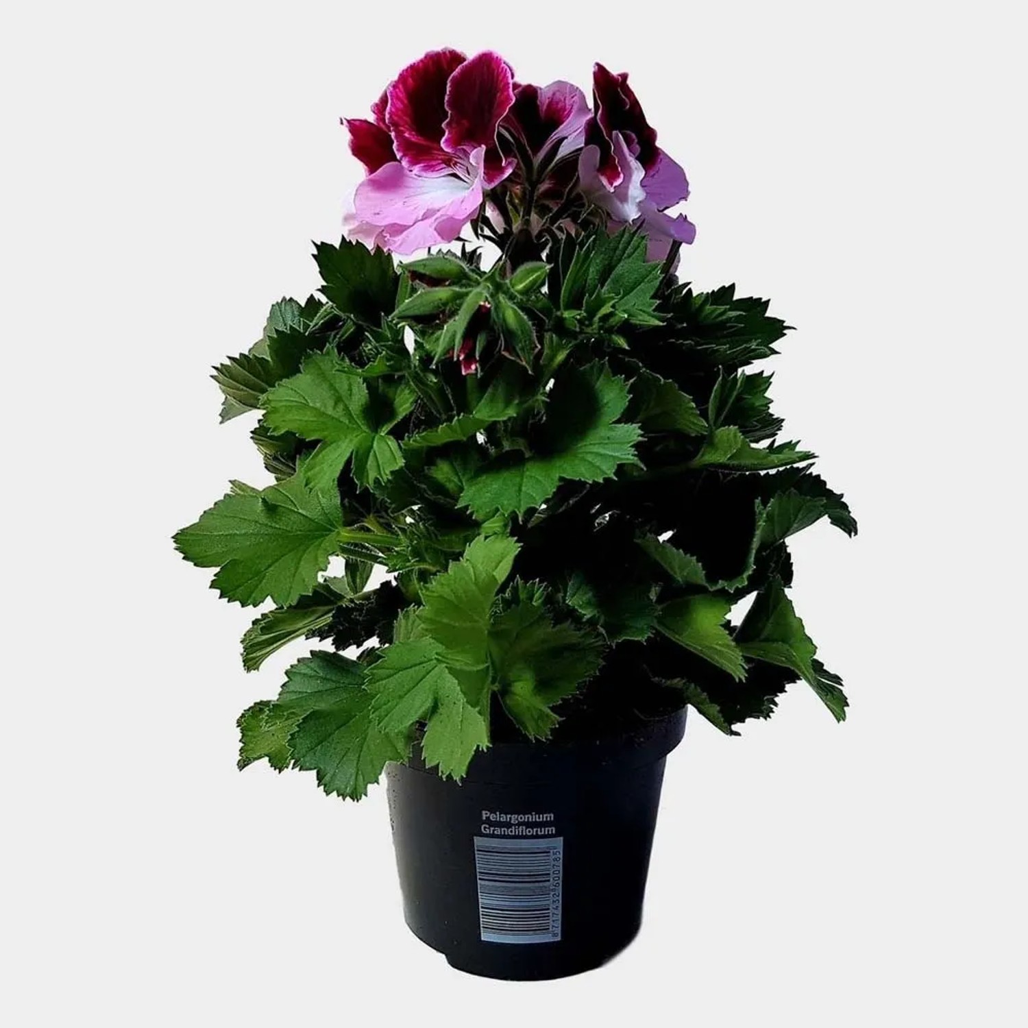 Pelargonia wielkokwiatowa (Pelargonium grandiflorum) mix don. 12 cm