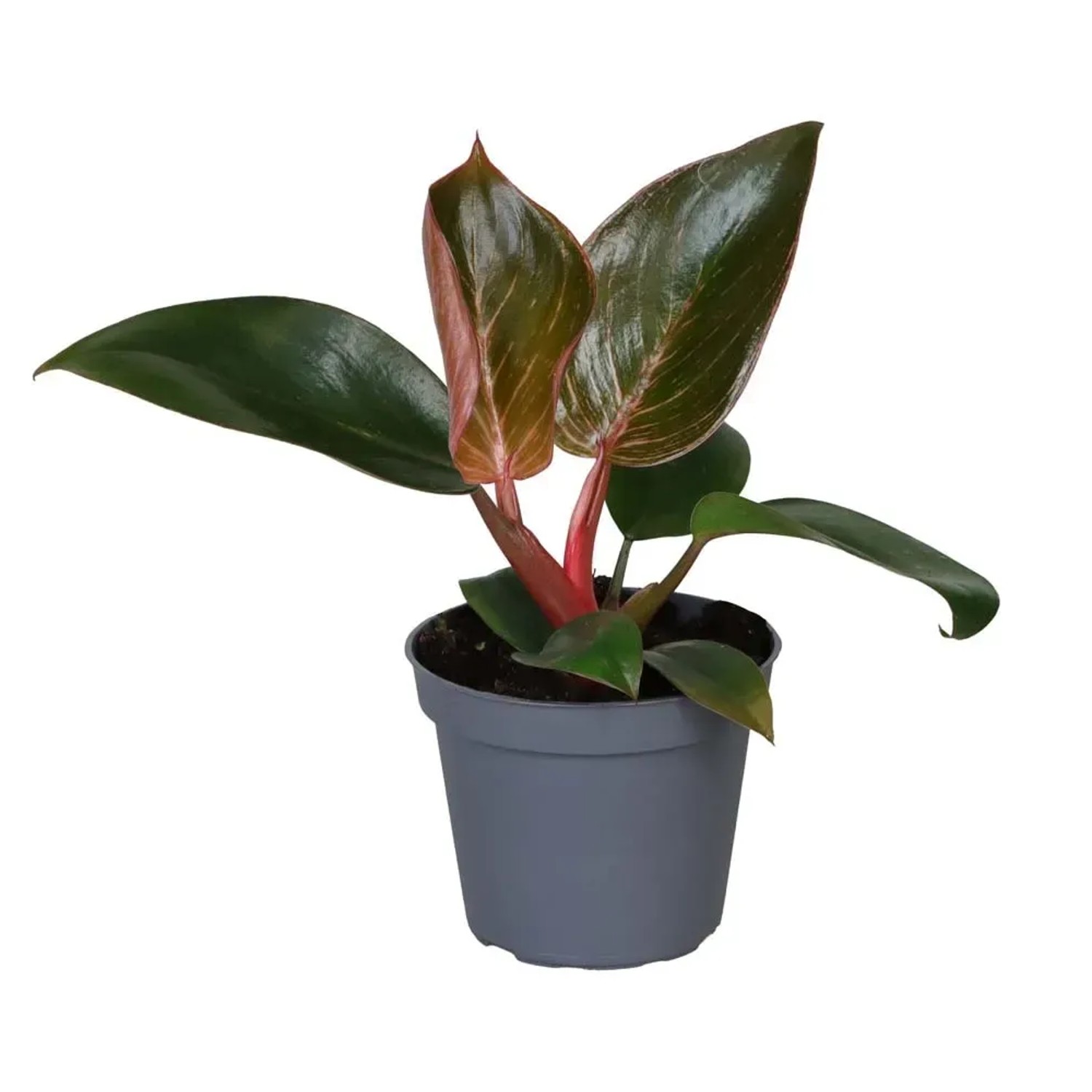 Filodendron (Philodendron Pink Bikini) - don. 6 cm