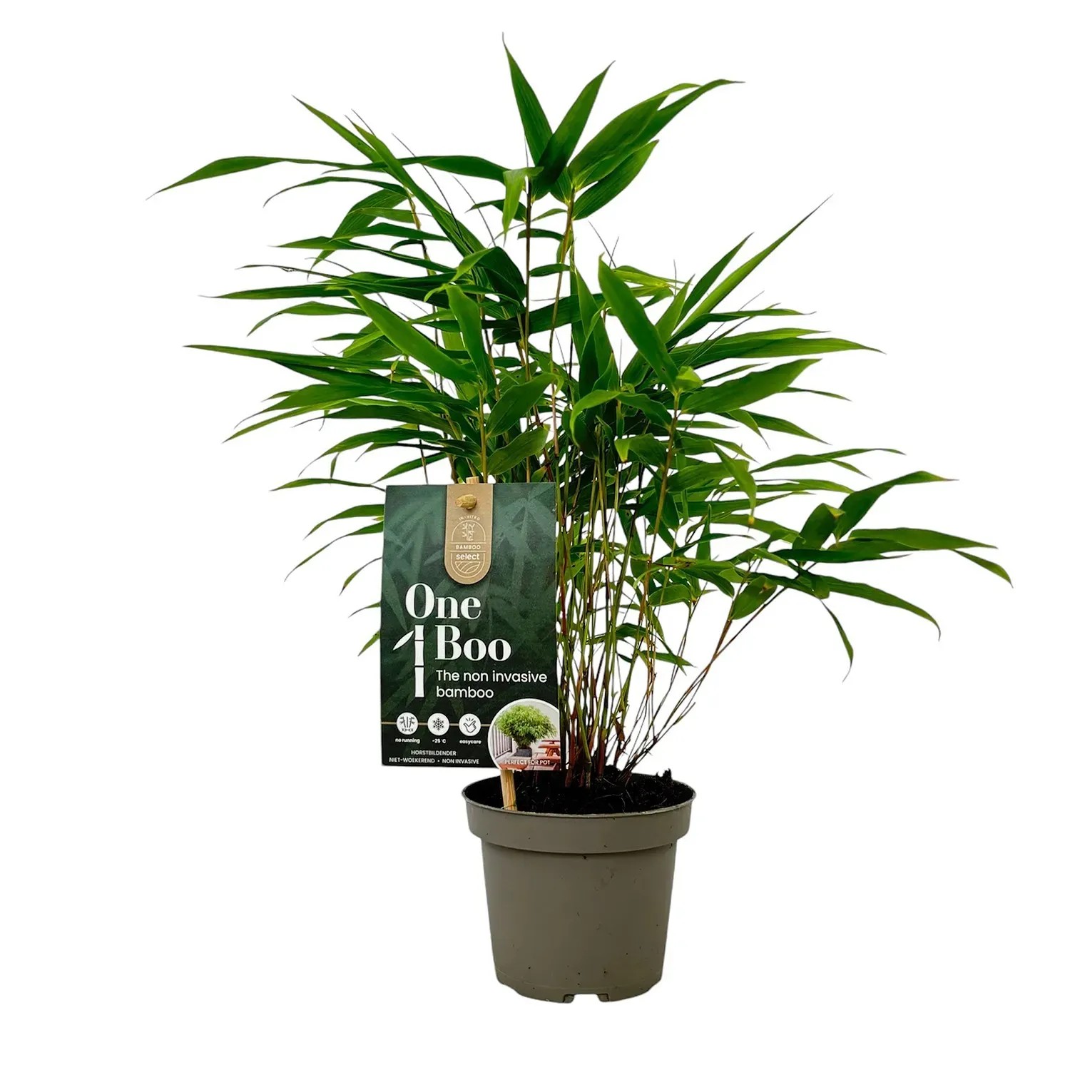 Bambus (Fargesia One boo) don. 10 cm