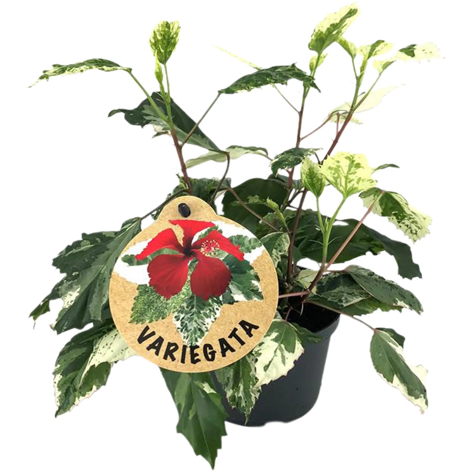 Hibiscus Rosa - Sinen Variegata - wys. 40 cm don. 12 cm