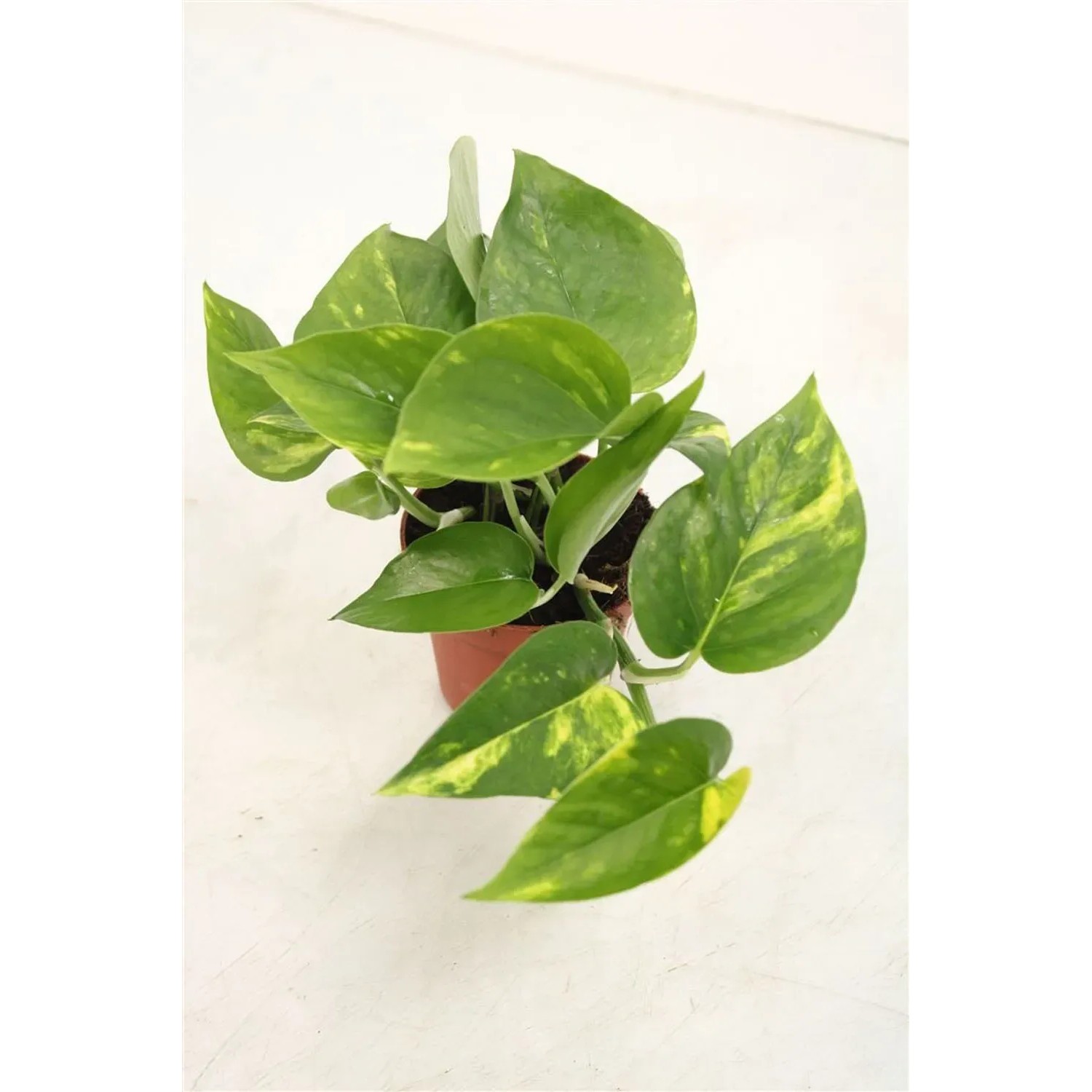 Epipremnum złociste (Epipremnum Aureum) don. 8,5 cm
