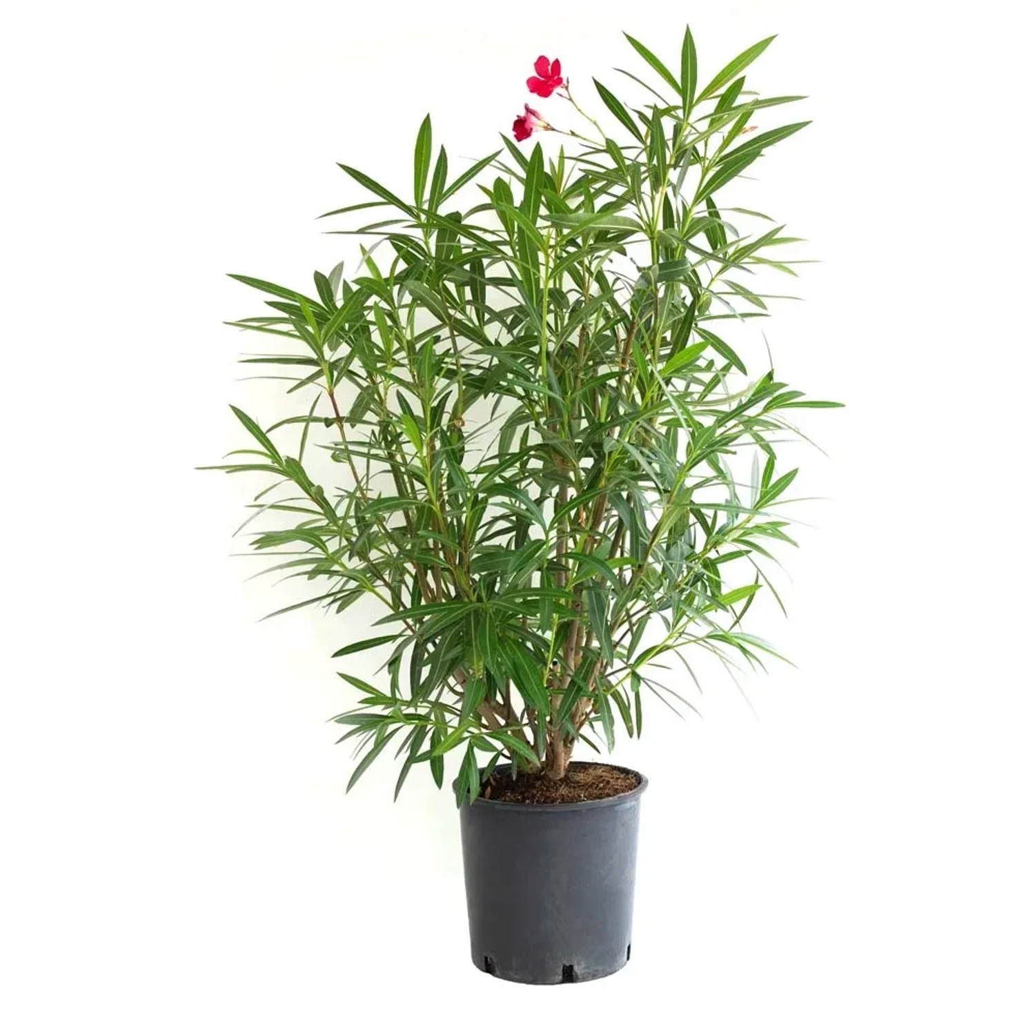 Nerium Oleander krzew - don. 10 l