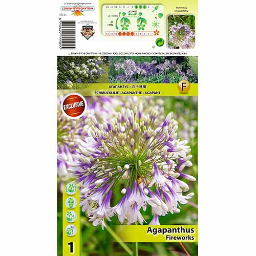 1 buc, Crin african (Agapanthus) Fireworks - Bulbi: Mod de ambalare: 1 buc