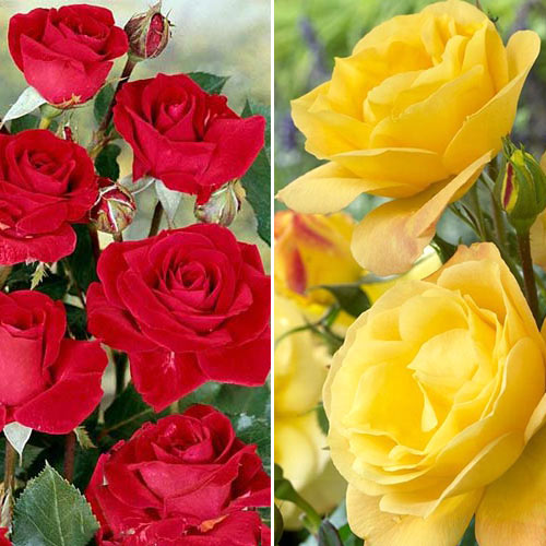 Super ofertă! Trandafiri floribunda Duo, set de 2 soiuri - Butași: Mod de ambalare: 2 buc
