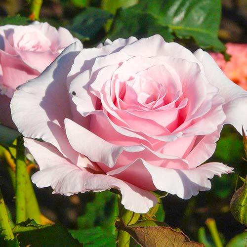 1 saz, Růže velkokvětá Light Pink - : Monžstvo balíkov: 1 saz