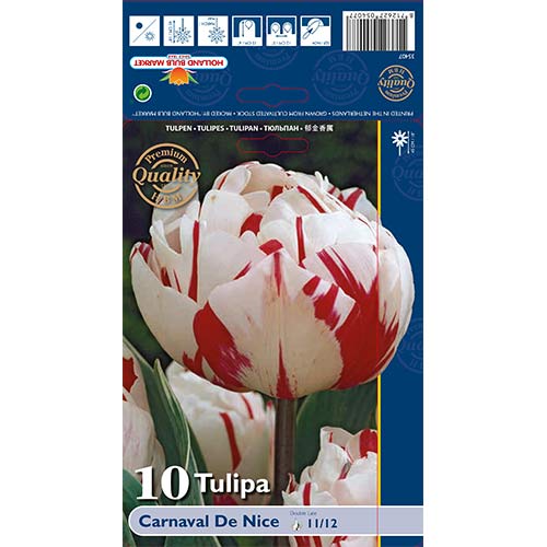10 cib, Tulipán Carnaval de Nice - : Monžstvo balíkov: 10 cib