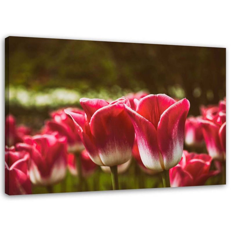 Obraz na płótnie Feeby Kwitnące tulipany 120x80cm 1szt