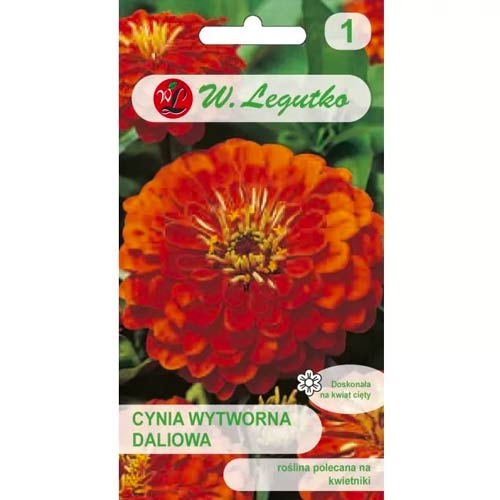 1 szt, Cynia daliowa Orange King - Nasiona: Ilość w opakowaniu: 1 g