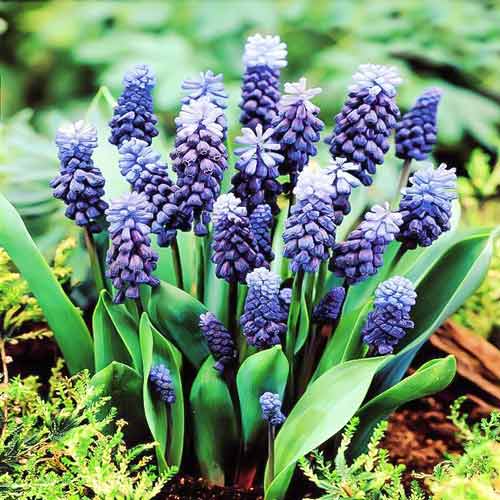10 szt., Szafirek Latifolium - Cebule: Ilość w opakowaniu: 10 szt.