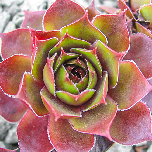 1 sadz, Rojnik (Sempervivum) Shadow - Sadzonki: Ilość w opakowaniu: 1 sadz