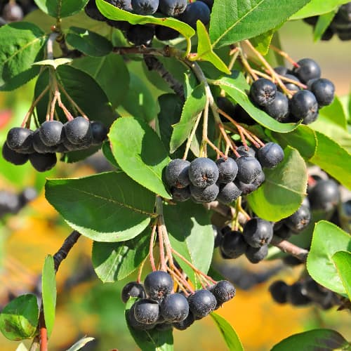 Aronia - Sadzonki: Ilość w opakowaniu: 1 sadz - GradinaMax