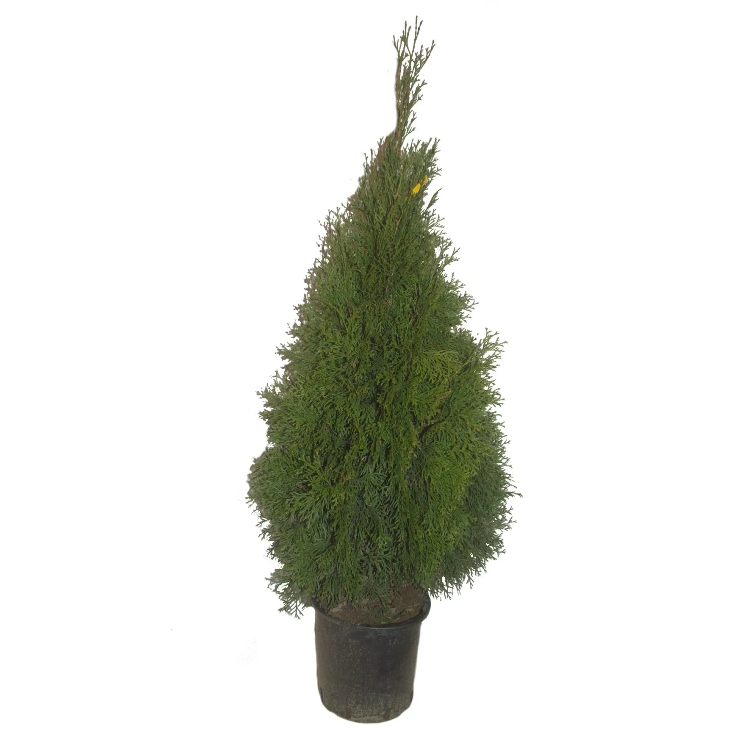 Tuja (Thuja) Szmaragd ukorzeniona - wys. ok. 120 cm, don. 7,5 l