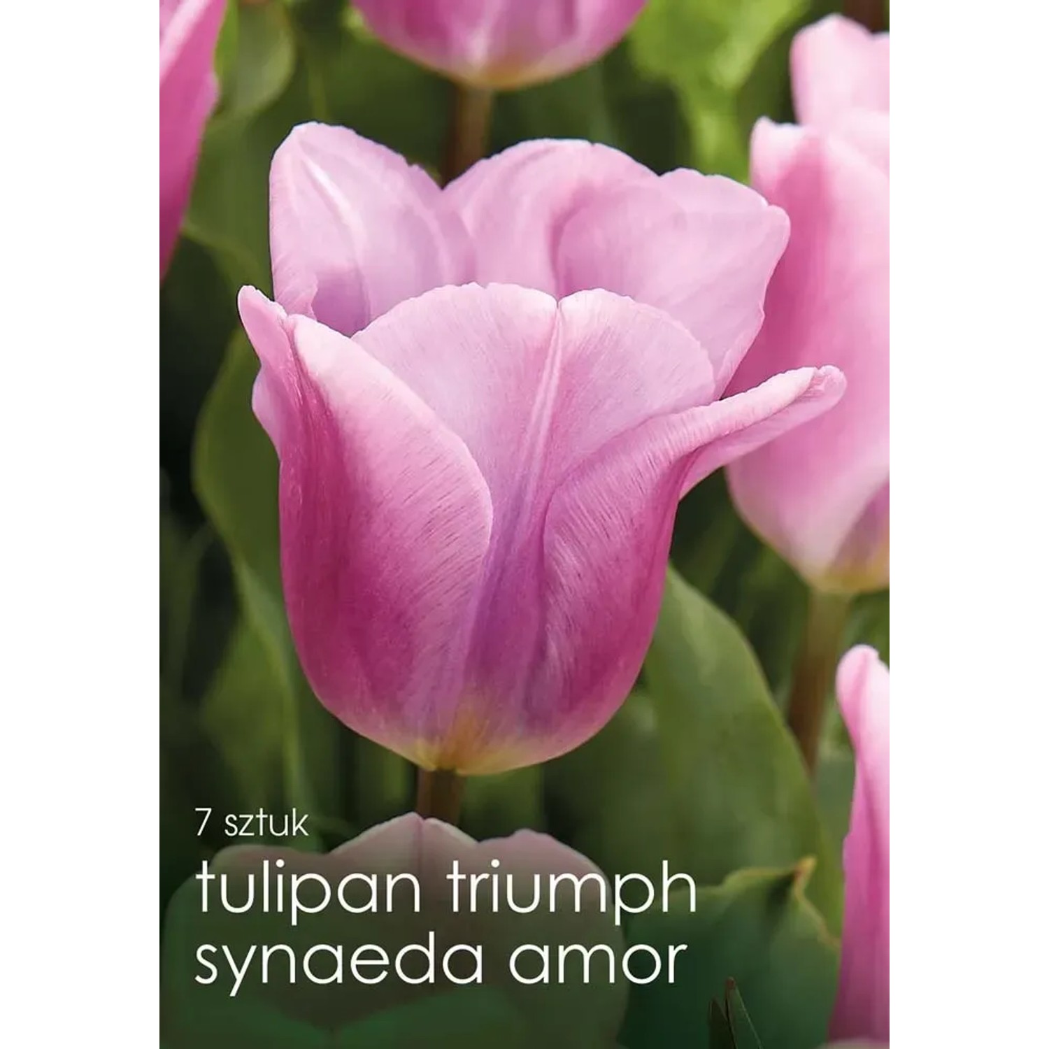 Tulipan (Tulipa) Synaeda A - 7 szt.