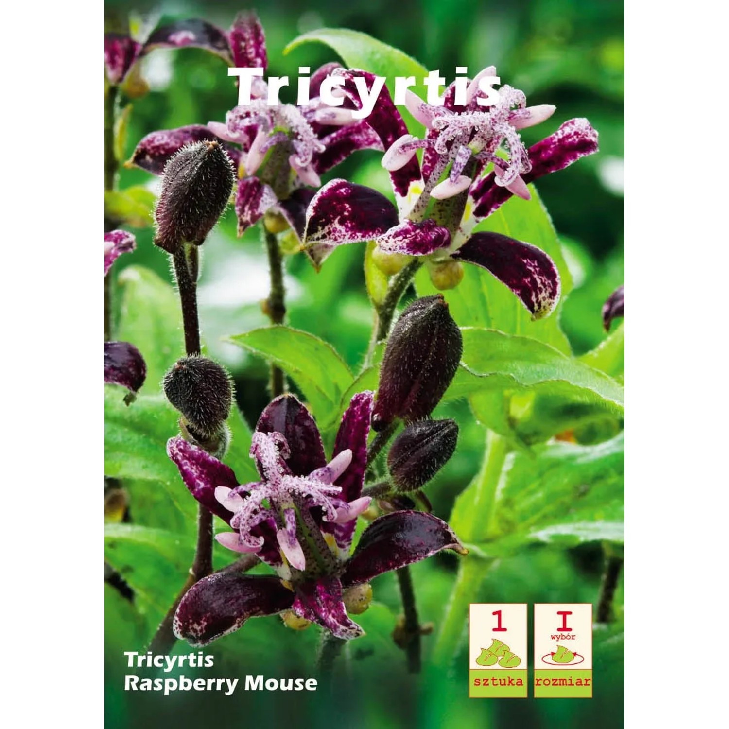 Tricyrtis hirta 2szt