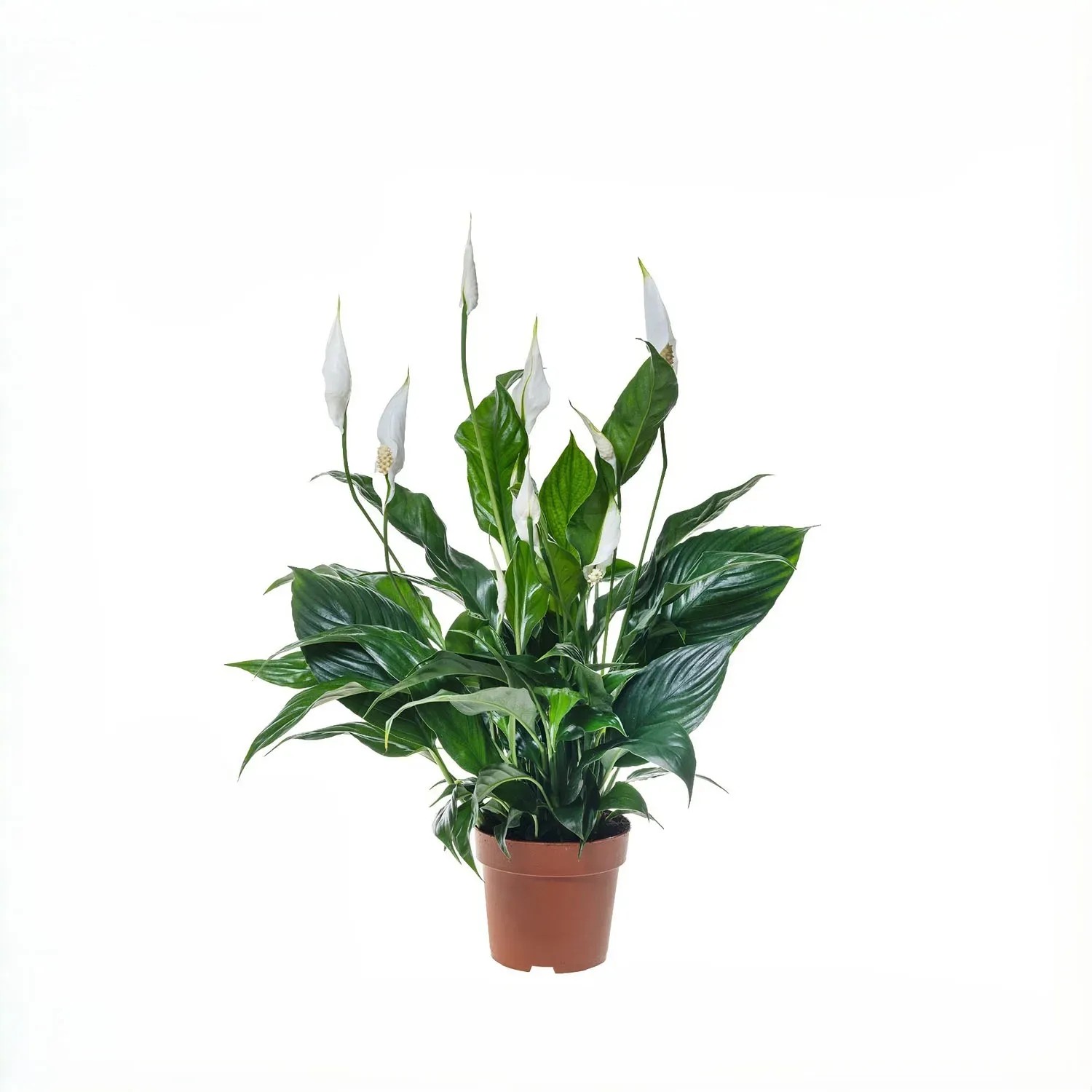Skrzydłokwiat (Spathiphyllum Sweet Curiosa) don. 13 cm