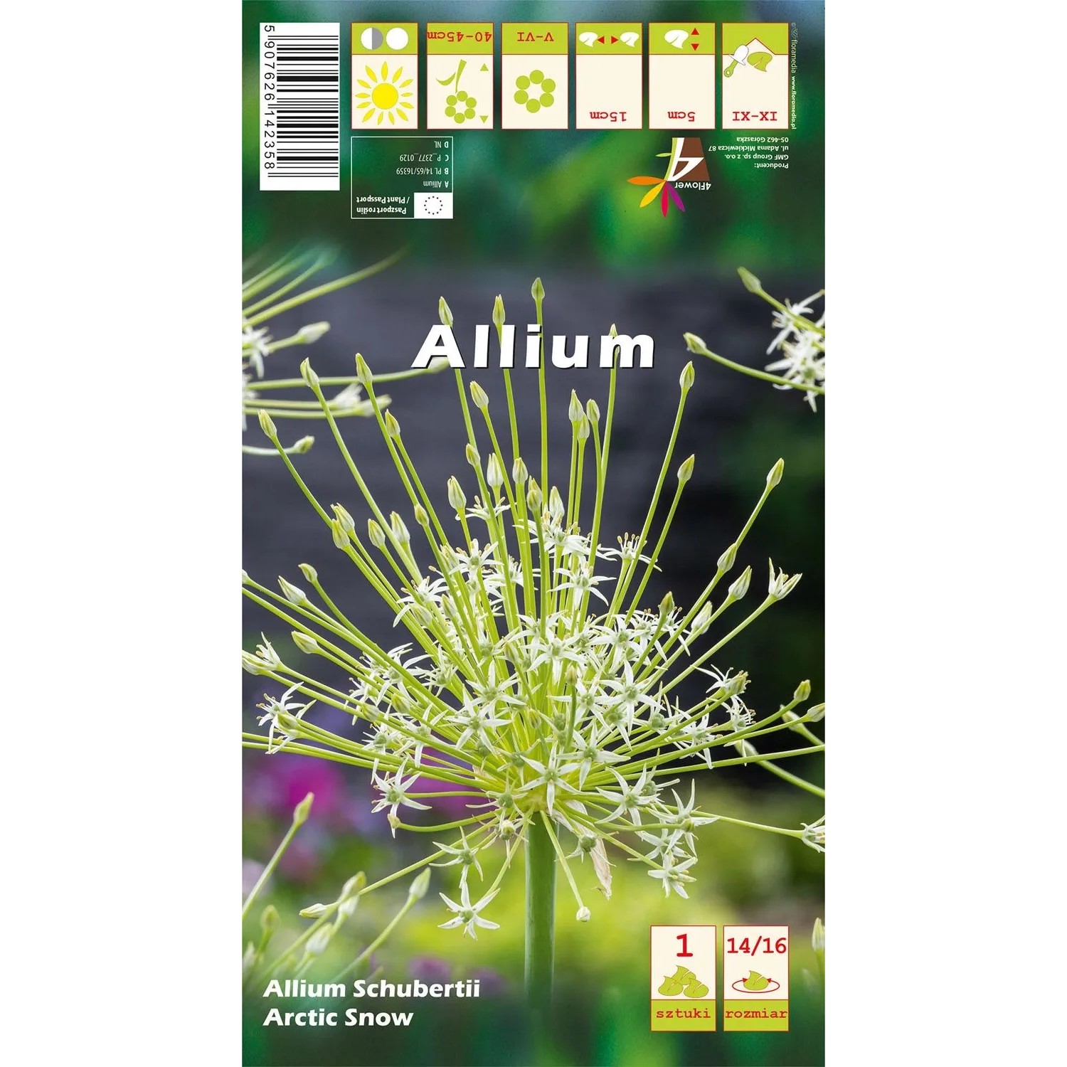 Czosnek ozdobny "Arctic Snow" (Allium "Arctic Snow") - 11 szt.