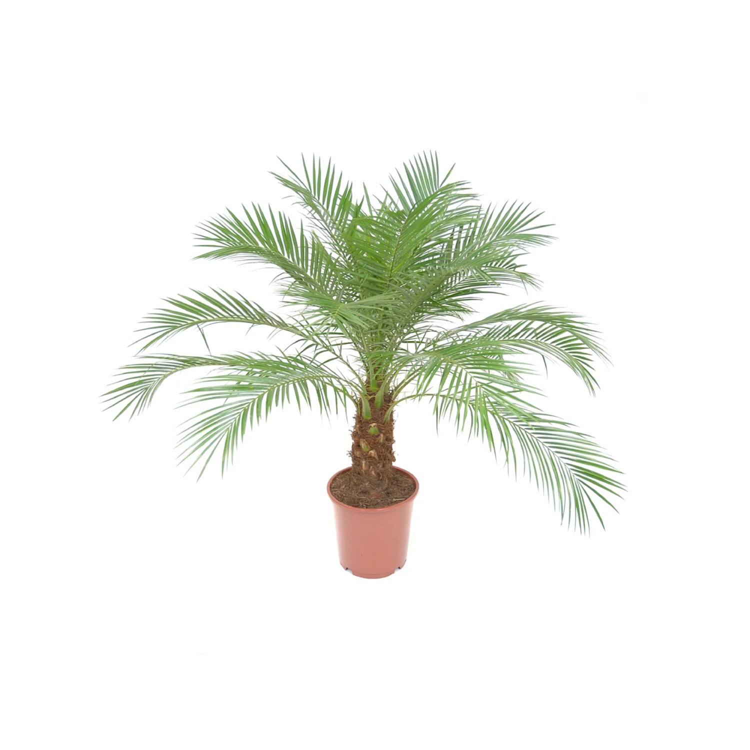 Daktylowiec karłowaty (Phoenix roebelenii)