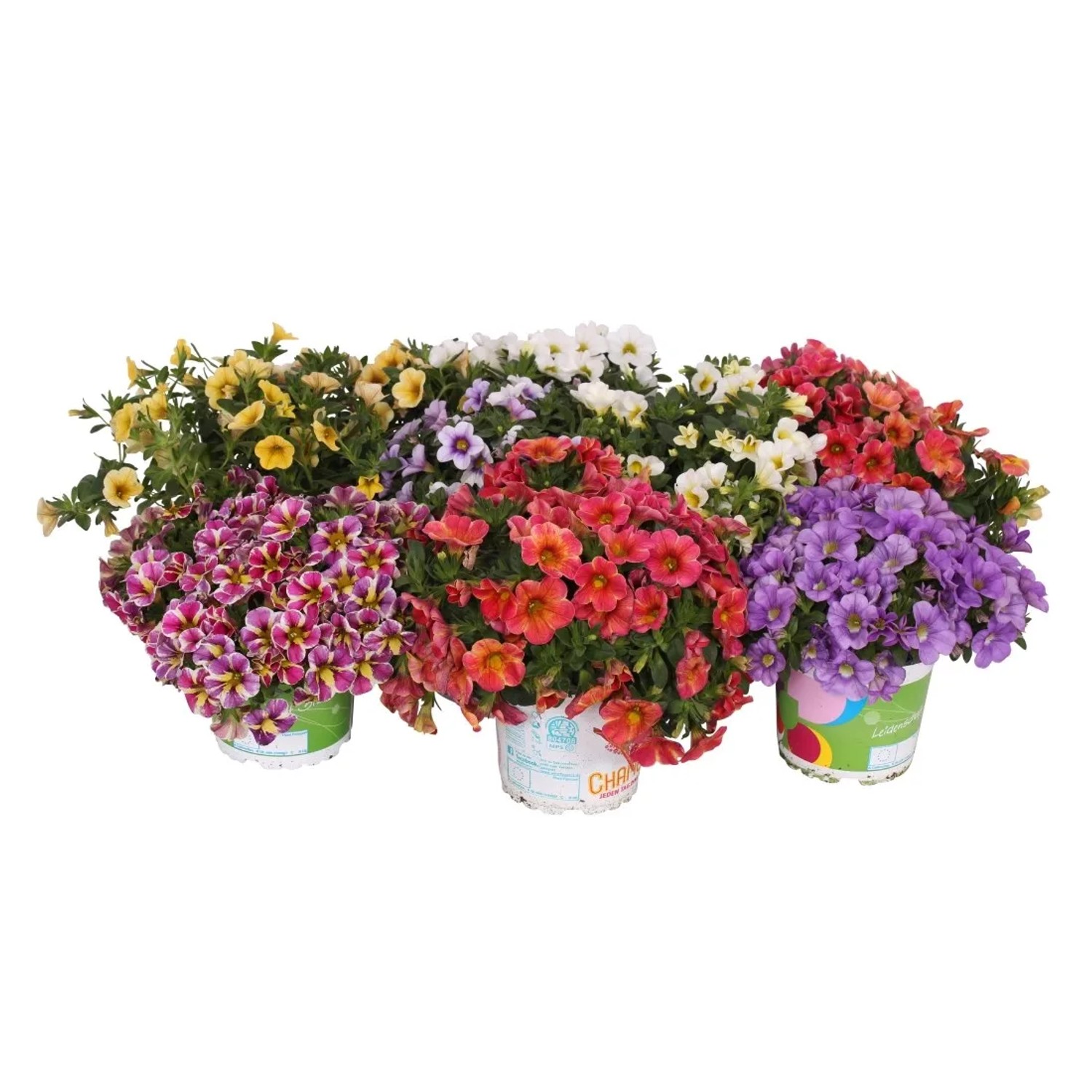 Calibrachoa Sweet Candy wys. 15 cm