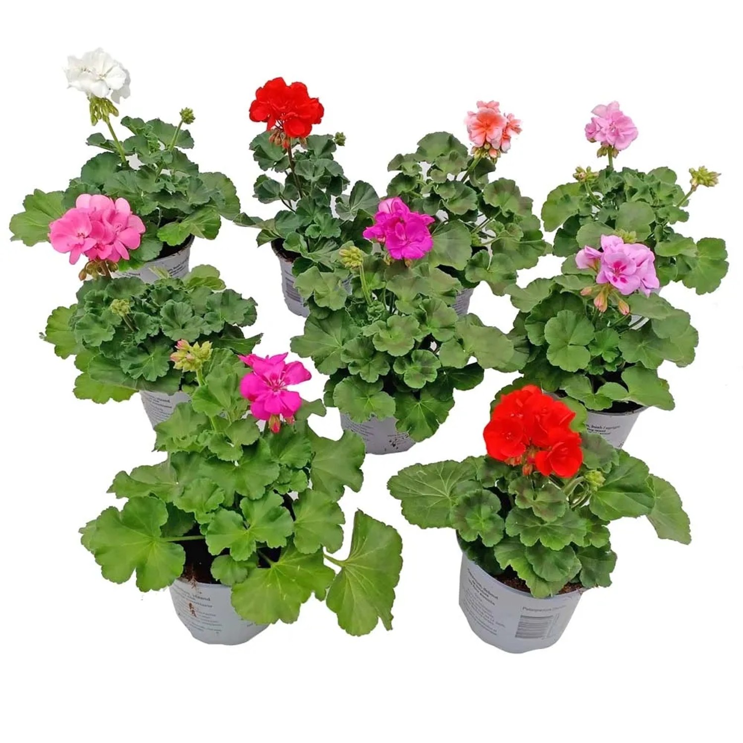 Pelargonia zonale wczesna - don. 12 cm