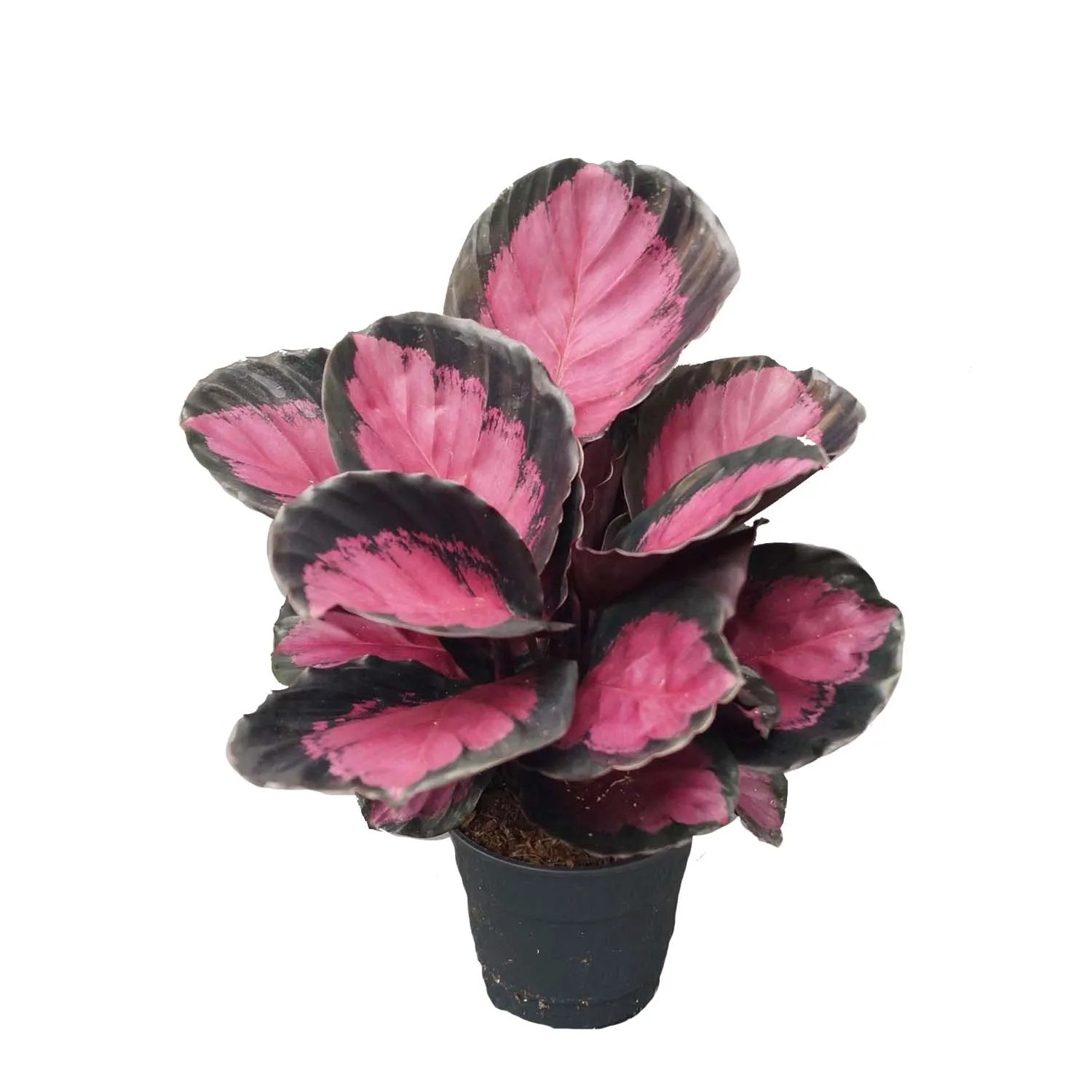 Kalatea (Calathea Roseapicta Crimson) don. 14 cm