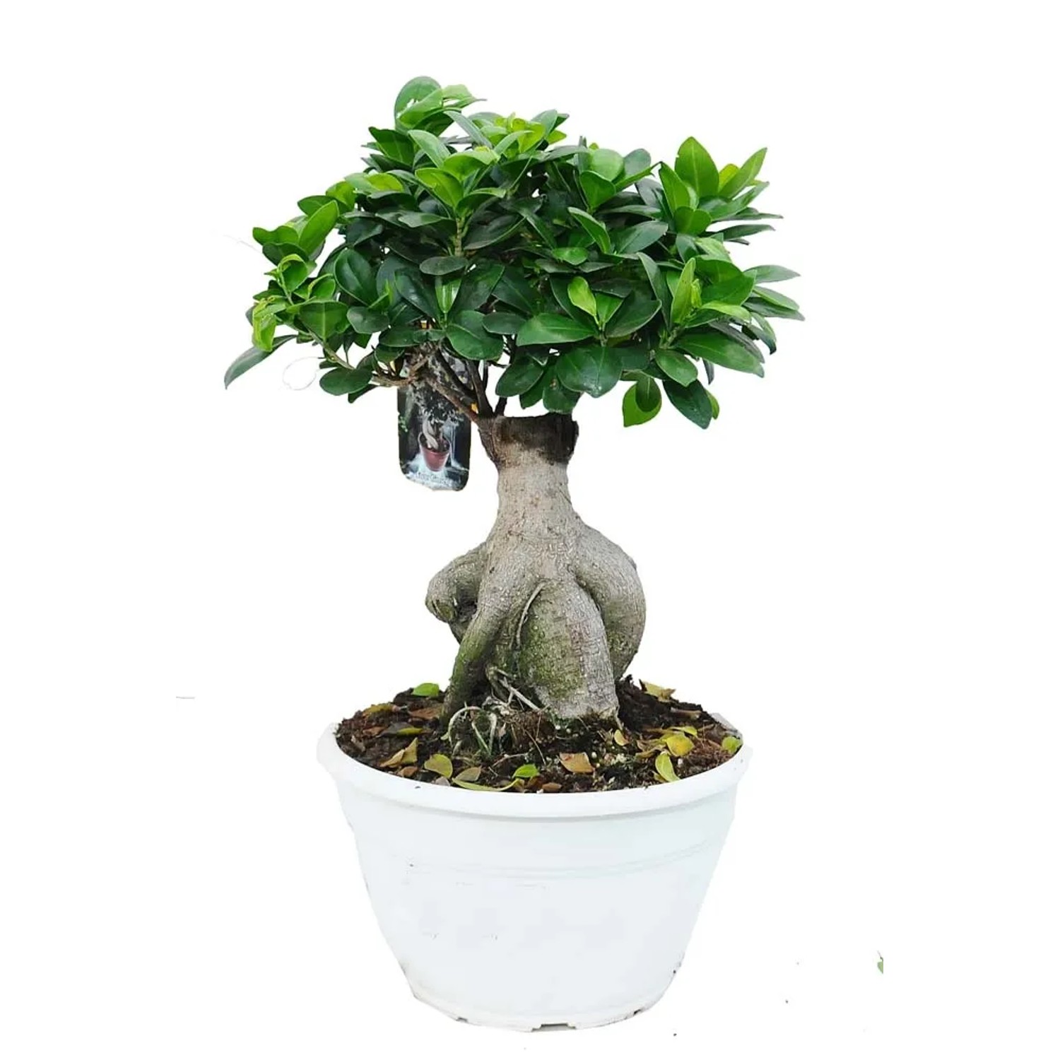 Fikus (Ficus Microcarpa) - don. 25 cm