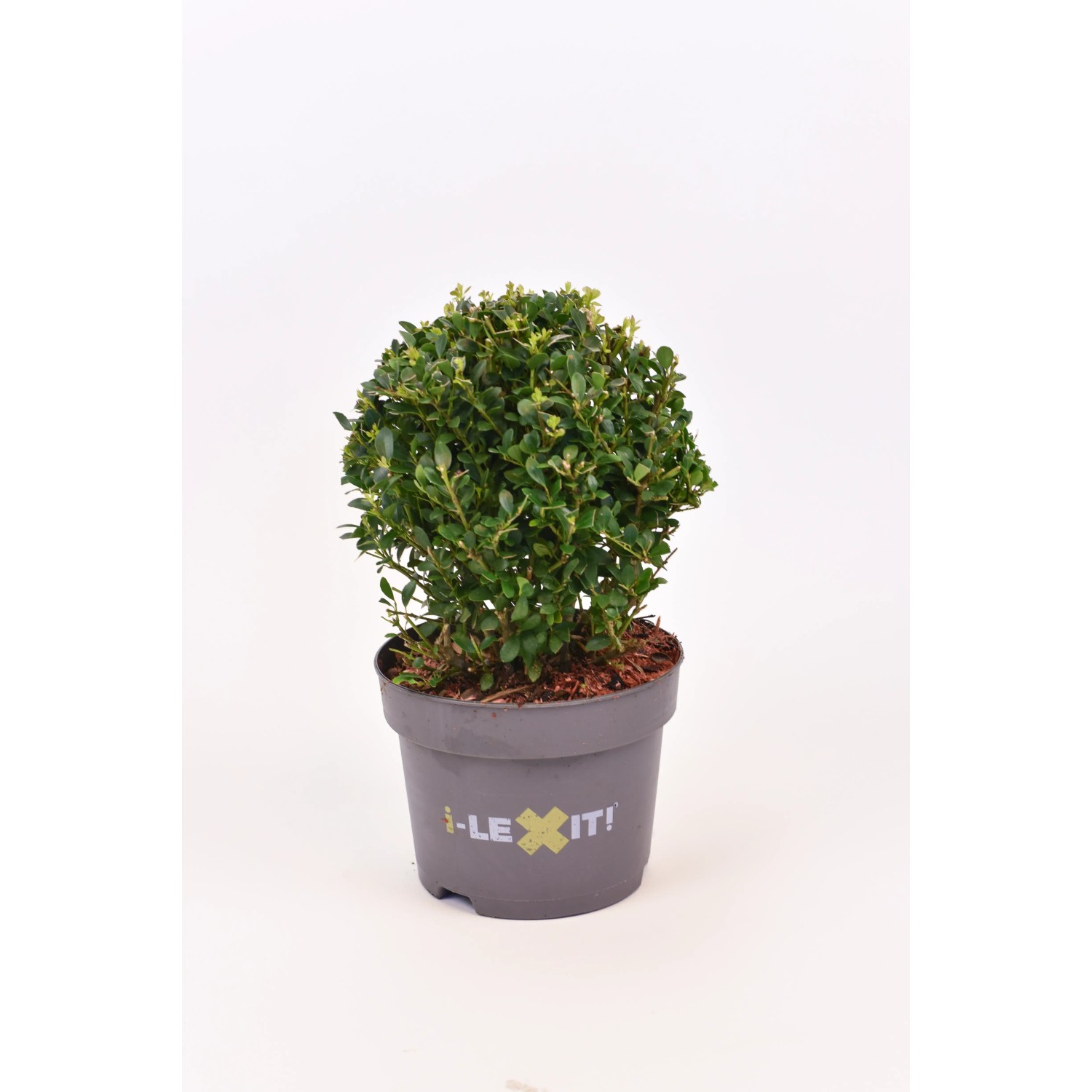 Ostrokrzew bukszpanowy zielony kula - 15 cm wys. 20 cm