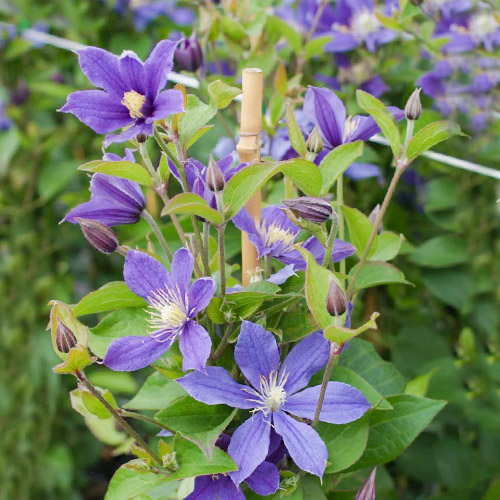 1 buc, Clematis Arabella - Răsaduri: Mod de ambalare: 1 buc