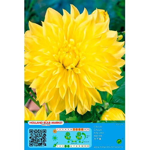1 buc, Dalie American Sun - Bulbi: Mod de ambalare: 1 buc