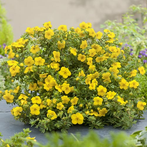 1 buc, Potentilla Goldfinger - Răsaduri: Mod de ambalare: 1 buc