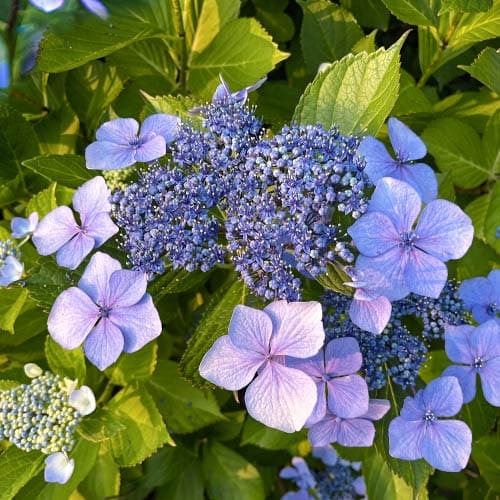1 saz, Hortenzie velkolistá Libelle, P9 - : Monžstvo balíkov: 1 saz