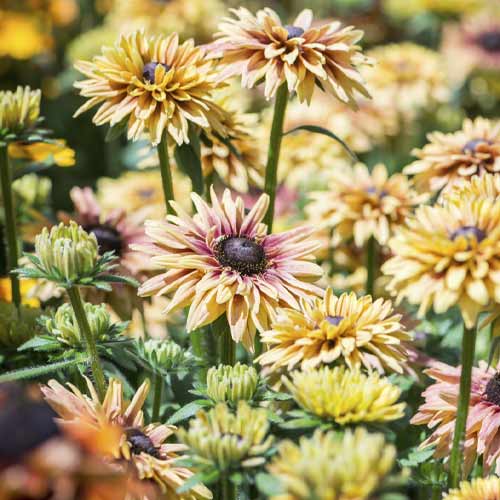 Rudbekia srstnatá SmileyZ Flamenco Vanilia, C3 - : Monžstvo balíkov: 1 sad